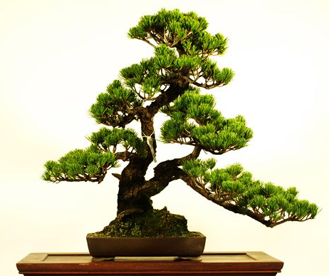 Bonsai