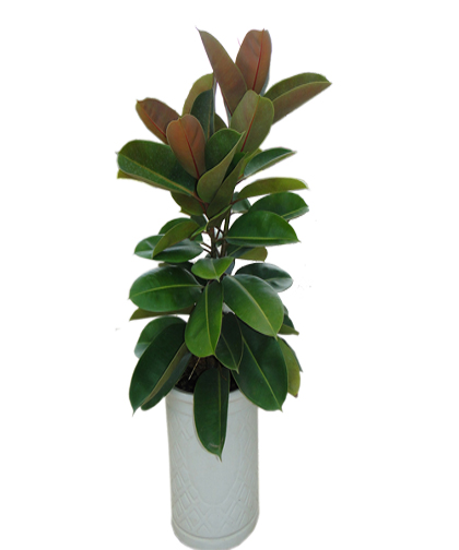 Cây Đa Búp Đỏ