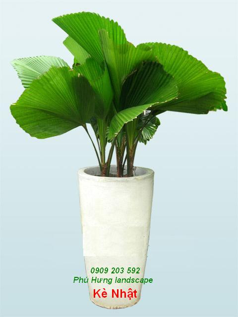 Cây Kè Nhật
