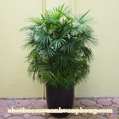 Cây Mật Cật