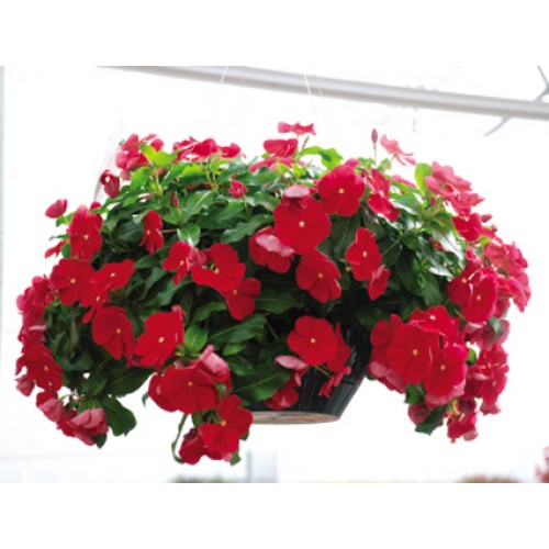 Cây Dừa Cạn Đỏ