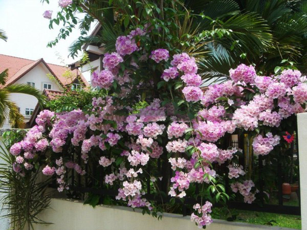 Cây Ánh Hồng