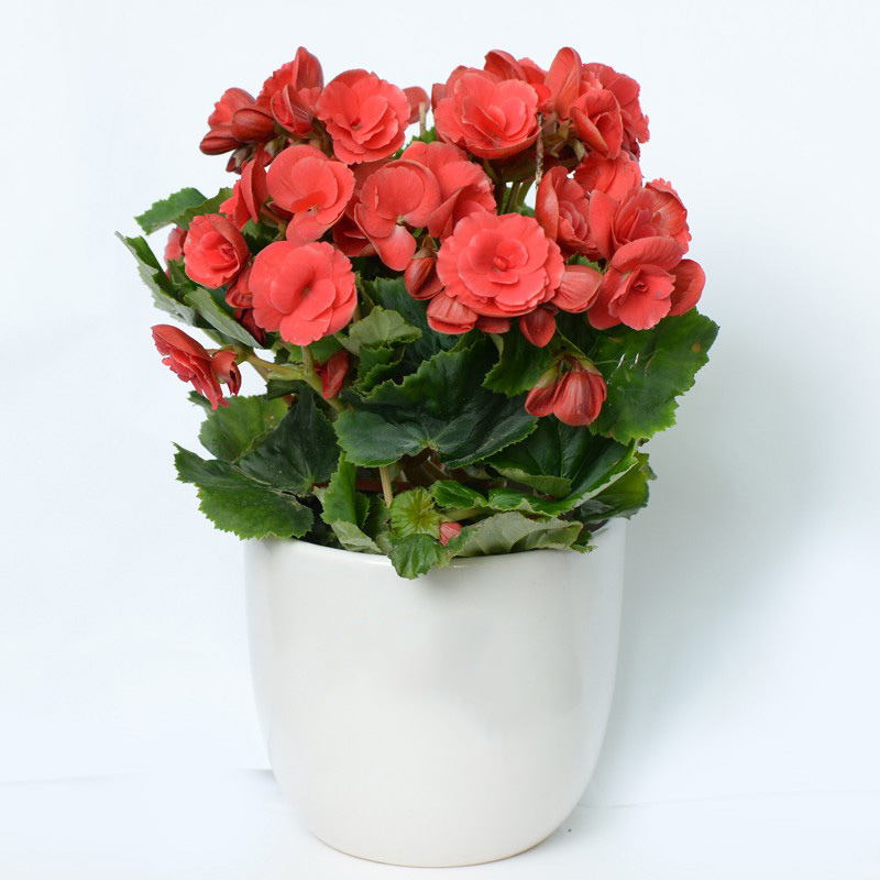 Cây Hoa Hải Đường