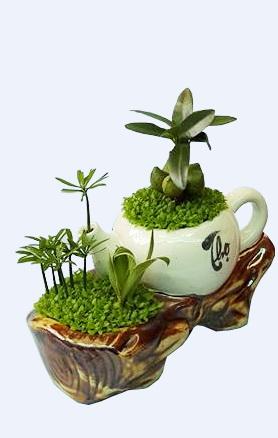 Cây May Mắn