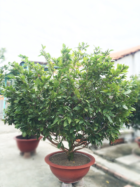 Mai Vàng MS07